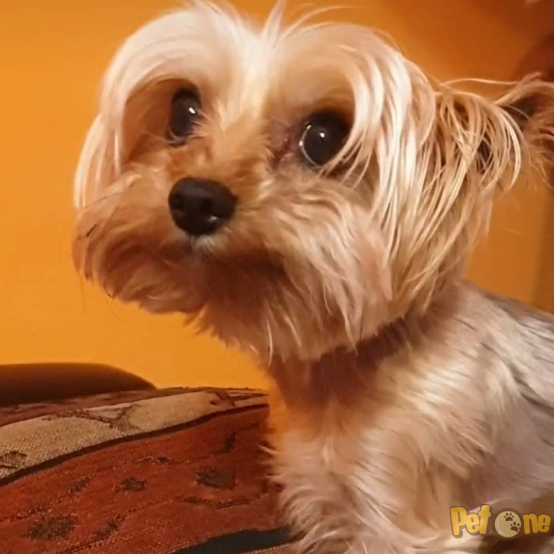 Poza de profil
