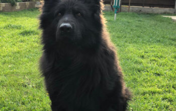 Cu Pedigree Monta mascul ciobanesc german