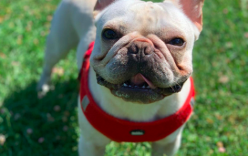 Mascul Bulldog francez cu Pedigree cauta partenera