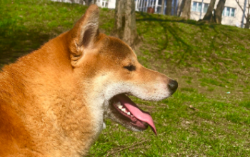 Pedigree Shiba Inu Mascul Bucuresti pentru imperechere