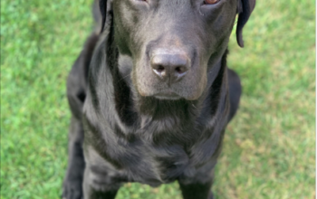 Labrador retriever pentru monta cu Pedigree