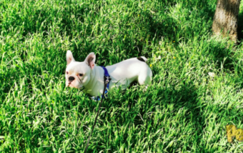 Împerechere Bulldog Francez cu Pedigree