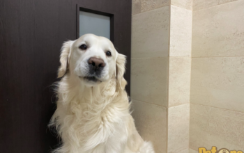 Caut Femela Golden Retriever pentru imperecheat-am Pedigree