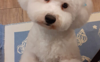 Sunt Muffin un bichon frise,cu Pedigree , caut partenera.