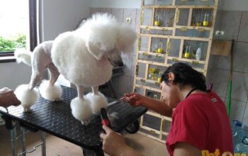 COSMETICA CANINA