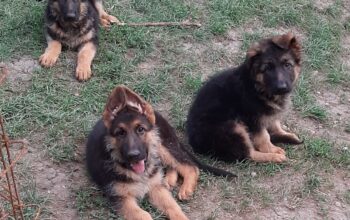 Vand catei ciobanesc getman cu pedigree