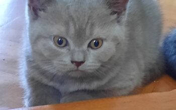 Puiuti cu pedegree
