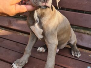 Pui Amstaff din parinti cu pedigree