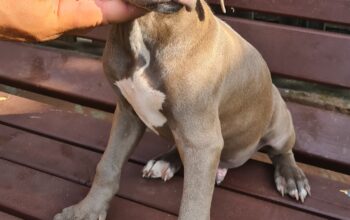 Pui Amstaff din parinti cu pedigree