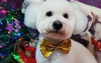 Mascul Bichon Frise cauta femela pentru imperechere