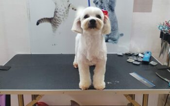 Salon de îngrijire pentru animale de companie Pink Paws Pitesti