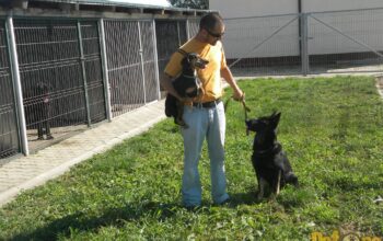Pensiune canina CHINODOG SPORT (la 10 km de Ploiesti)