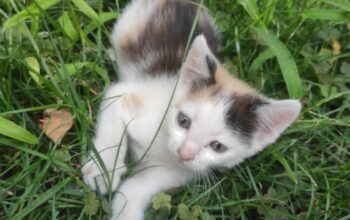 Oferta adoptie pui de pisica