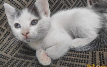 Oferta adoptie pisica