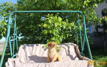 Gradinita Canina Casa Tyllo