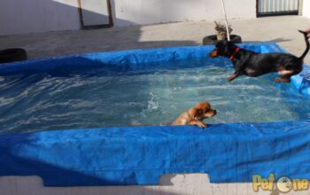 Pensiune Canina si felina Suceava Casa Tyllo