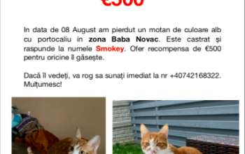 Pierdut motan portocaliu-alb zona Baba Novac/Aurel Botea