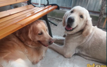 Pensiune canină “Sasha Golden Retriever “