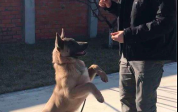 Dresaj Canin Vaslui