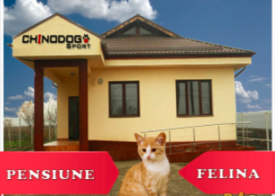 Pensiune felina CHINODOG SPORT (la 10 km de Ploiesti)