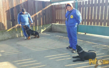 Pensiune si dresaj canin