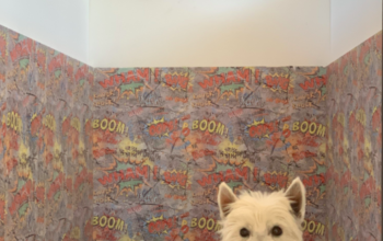 HOTEL CANIN PETHOTEL TIMISOARA