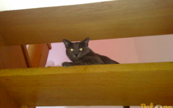 Pet sitting Cazare animale exclusiv pisici SIBIU