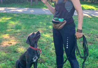 Dresaj Canin in Pensiune sau la Domiciliu Dog Resort