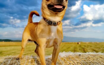 Caut Femela Chihuahua pentru monta cu Pedigree