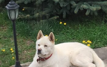 Akita American pentru imperechere Pedigree