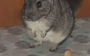 Petsitter la domiciliu