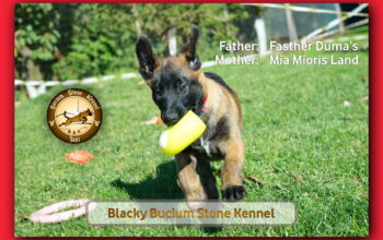 Pui Ciobanesc Belgian Malinois