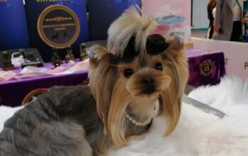 Salon de ingrijire Diva Dog Buzau