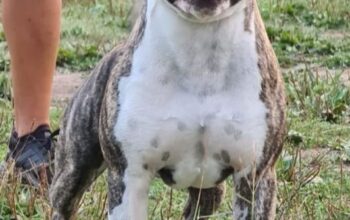Monta Amstaff pedigree