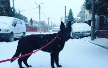 Monta Ciobanesc german Pedigree
