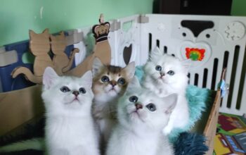 British shorthair pedigree