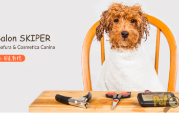 Salon Coafura canina Skiper Oradea