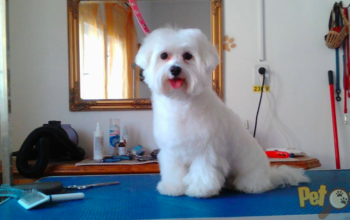 Salon Coafura si Frizerie Canina Bella Oradea
