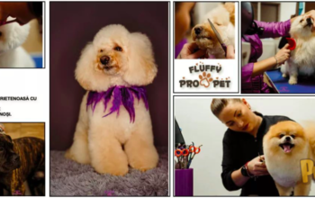 Toaletaj Canin si Felin Fluffy Pro Pet Bistrita