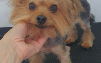 Coafor Canin Braila