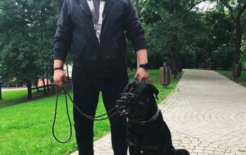 Dresaj Canin De Specialitate Bucuresti