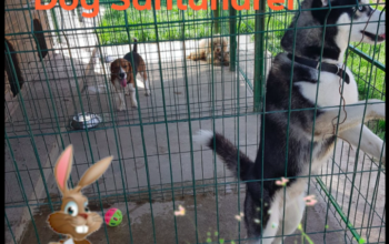 Pensiune canina Oradea – Happy Dog Santandrei