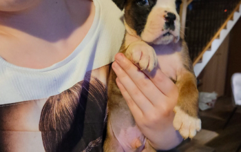 Pui boxer cu pedigree