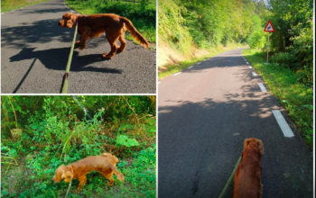 Pensiunea Canina Aryss Hunedoara-Deva