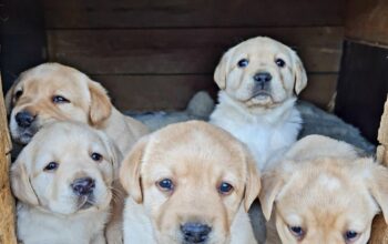 Labrador Retriever pedigree tip A