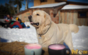 Amorez Golden Retriever cu Pedigree in cautarea primei iubiri