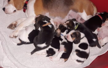 Pui beagle cu pedigree