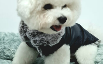 Suntem un bishon frise cu pedigree, diploma de Campion