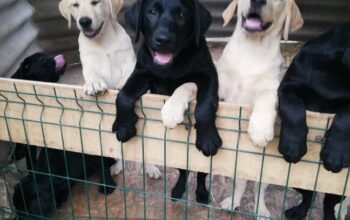 Labrador retriever puiuti 4 luni Pedigree