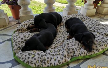 vand Căței pui teckel cu par scurt-Dachshund Dog